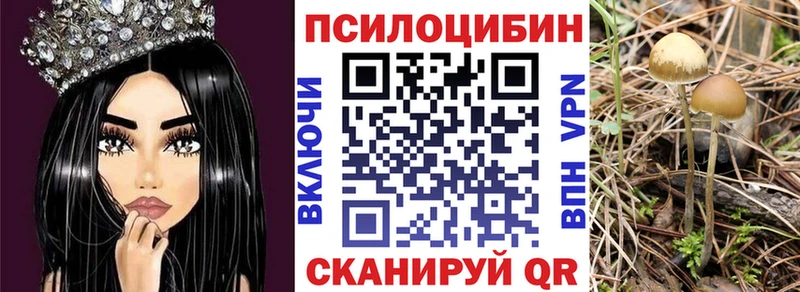Купить  Новотроицк  Псилоцибиновые грибы Psilocybe 